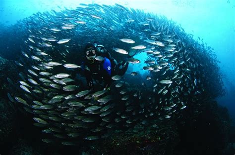 Diving in the Galapagos Islands | Galapagos, Diving, Galapagos islands