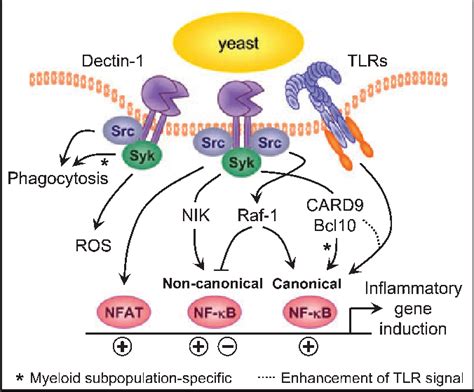 Figure 5 from Beta-glucan recognition by the innate immune system. | Semantic Scholar