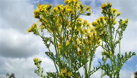 New Horse Owners: Ragwort FAQ