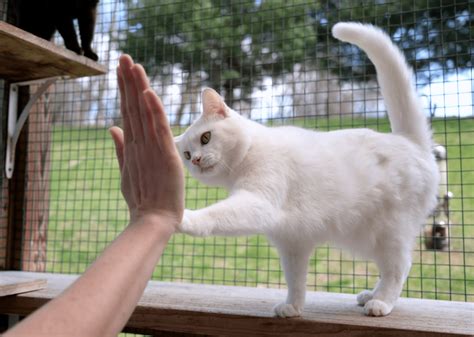 How teaching your cat to high five can get rescue cats adopted