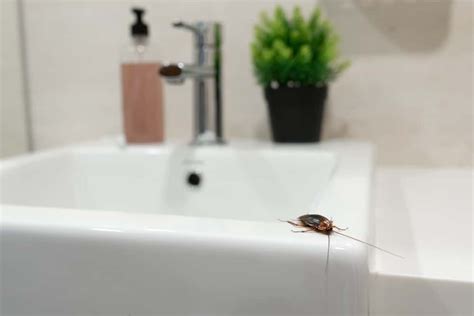 Effective Remedies for Cockroach Prevention - HomeLane Blog