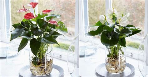 Growing Anthuriums in Water | Anthurium Plant Propagation