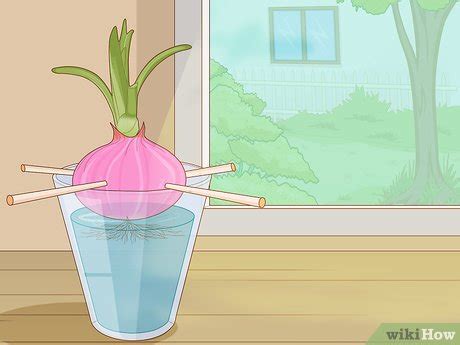 How to Grow Onions in Water: 13 Steps (with Pictures) - wikiHow