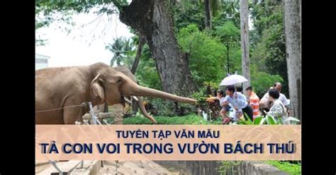 Top 4 bài văn tả con voi trong vườn bách thú hay nhất | Tập làm văn lớp 4