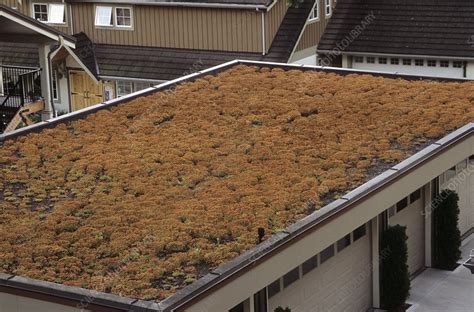 Sedum green roof - Stock Image - T835/0668 - Science Photo Library