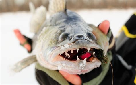 The Best Walleye Fishing Lures: Our Top 15 Picks - Life In Minnesota