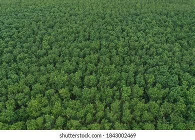 491 Rubber Plantation Aerial Images, Stock Photos & Vectors | Shutterstock