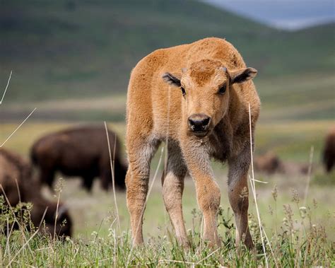 Curious Bison Calf Photograph by Jack Bell - Pixels