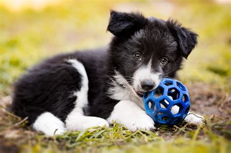 Download Baby Animal Puppy Dog Animal Border Collie HD Wallpaper by ...