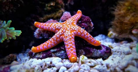 Starfish Teeth: Do Starfish Have Teeth? - A-Z Animals