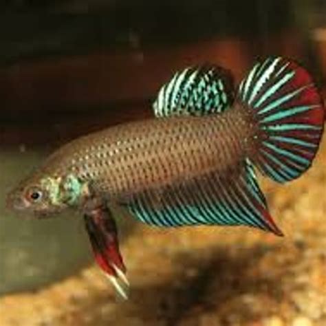 Buy Peaceful Betta UK online Tropical Fish Delivered