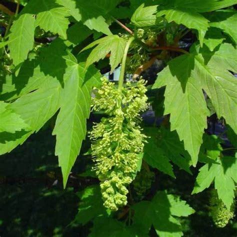 Sycamore Maple (Acer Pseudoplatanus) 20 seeds