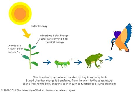 Energy Flow - Biology 2016