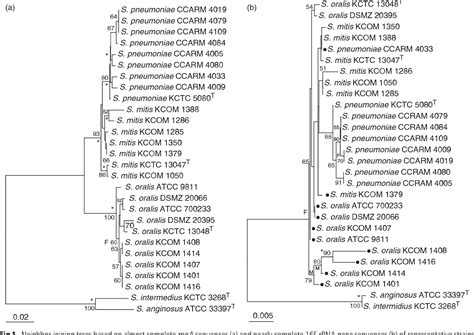 Figure 1 from rpoA is a useful gene for identification and ...