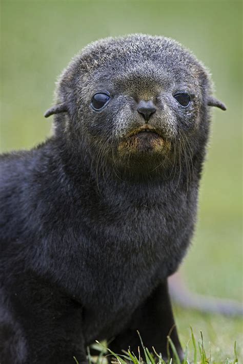 Antarctic Fur Seal Pup Photograph by Suzi Eszterhas | Fine Art America