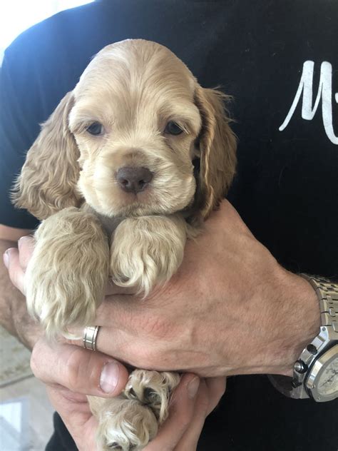 American Cocker Spaniel Puppies For Sale | Little Elm, TX #314894