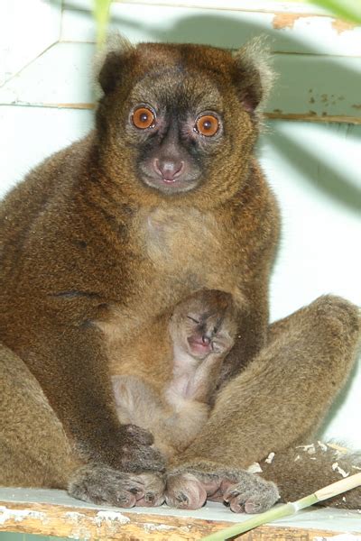 Cute animal picture of the day: baby bamboo lemur