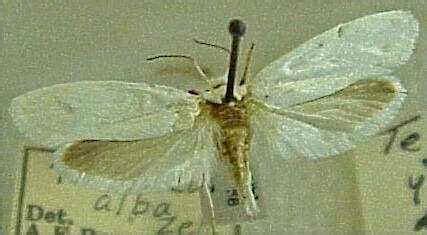 Image 2. Museum specimen of a yucca moth, with a wingspan of about 2 cm