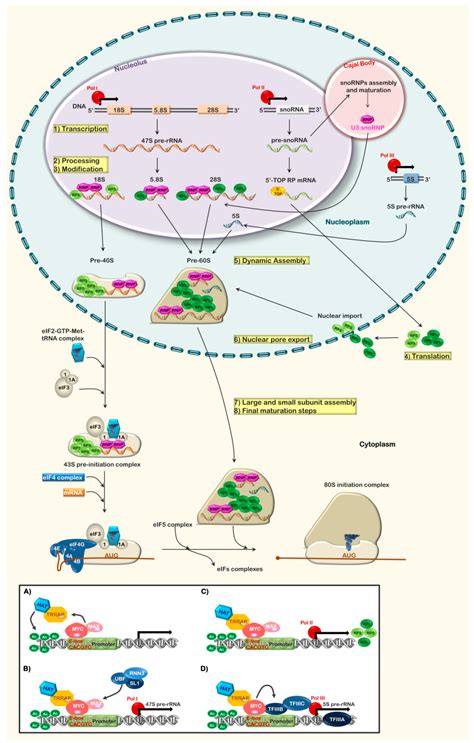 IJMS | Free Full-Text | Signal Transduction in Ribosome Biogenesis: A Recipe to Avoid Disaster