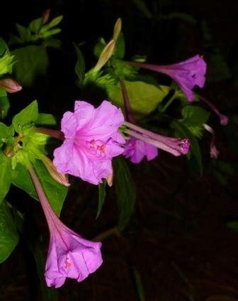 Mirabilis jalapa [pink] | Mirabilis jalapa 'Pink' | Pink Four O'Clocks ...