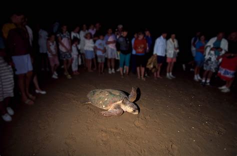 $22 Million Turtle Centre Redevelopment - Mon Repos Conservation Park, Bundaberg - Your ...