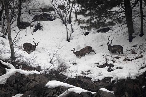 KASHMIR MARKHOR RECOVERY PROJECT - Wildlife Trust of India