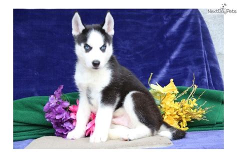 Balto Sz: Siberian Husky puppy for sale near Lancaster, Pennsylvania. | a0dcc333-2d51