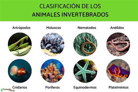 35 Animales Invertebrados Ejemplos Y Caracteristicas Con Fotos – Themeloader