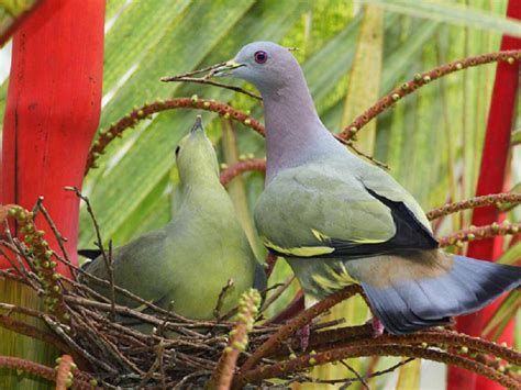 Bird In Everything: Dove Birds Nesting