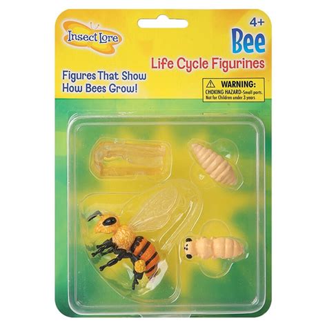 Honey Bee Life Cycle Stages | Science | Michaels