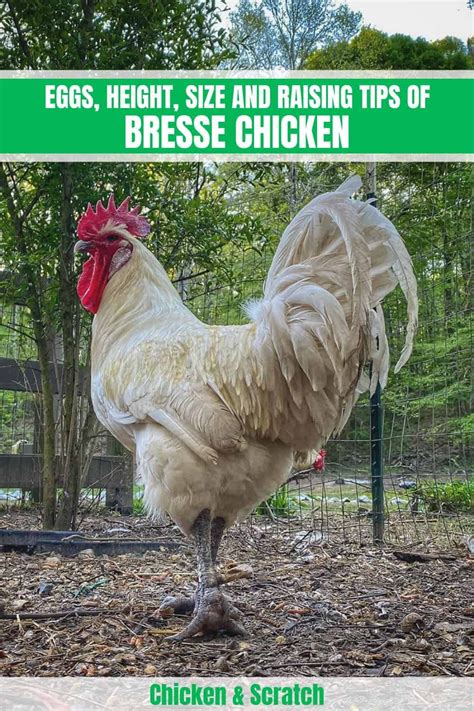 Bresse Chicken: Eggs, Height, Size and Raising Tips | Raising meat ...