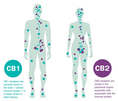 What is the Endocannabinoid System - How Does It Work with CBD? - ICARIA