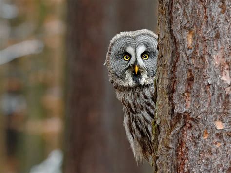 How Big Are Great Grey Owls? (Wingspan + Size) | Birdfact