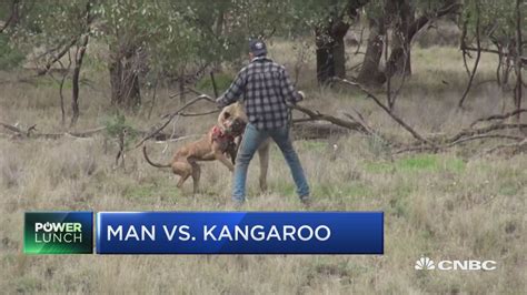 Kangaroo fights dog, so man fights kangaroo