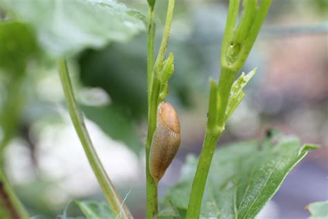 Common Dahlia Pests and Diseases