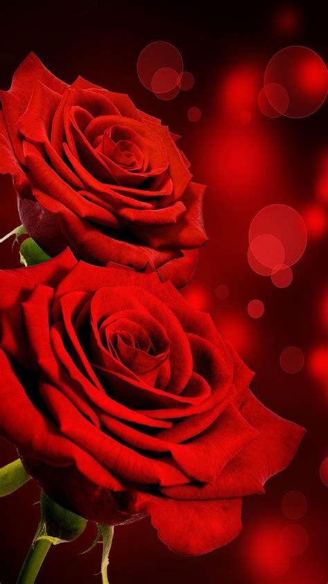 Red Rose Flowers Live Wallpaper | Best Flower Site