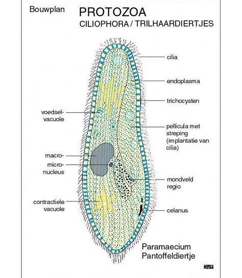 Ciliophora; Ciliata