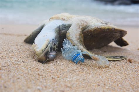 Dead Sea Turtle Among Ocean Plastic Waste Stock Photo - Download Image Now - iStock