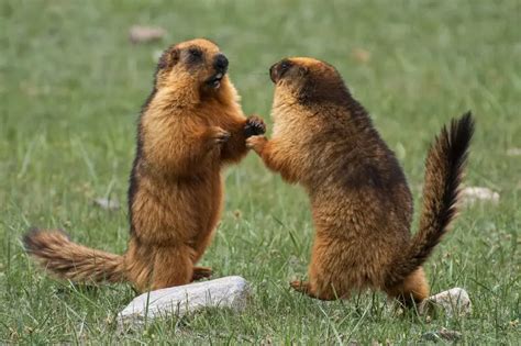 Marmota caudata - Fatos, dieta, habitat e fotos em Animalia.bio