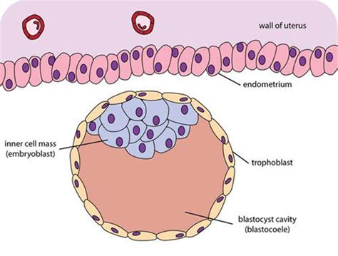 Trophoblast - Wikiwand