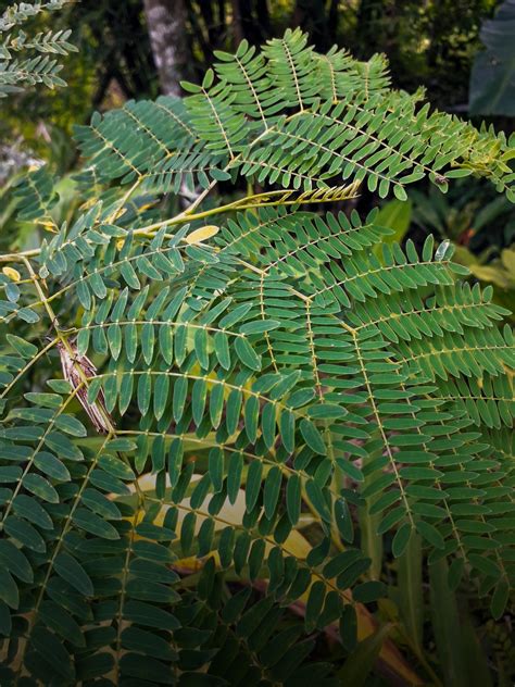 Lamtoro (Leucaena leucocephala) - Trees4Trees - tree planting | donate ...