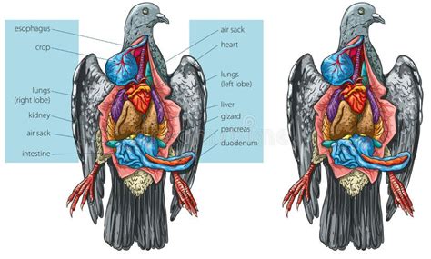 Anatomía interna de pichón ilustración del vector. Ilustración de ...