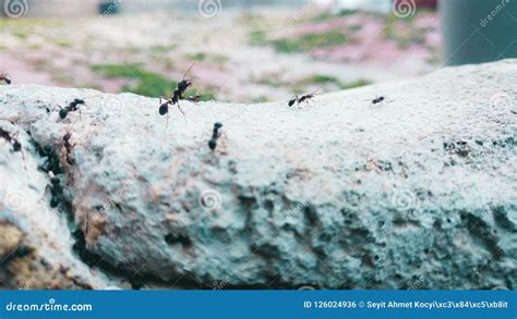 Ant stock photo. Image of strongest, animals, worlds - 126024936