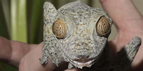 Giant leaf-tailed gecko | Smithsonian's National Zoo