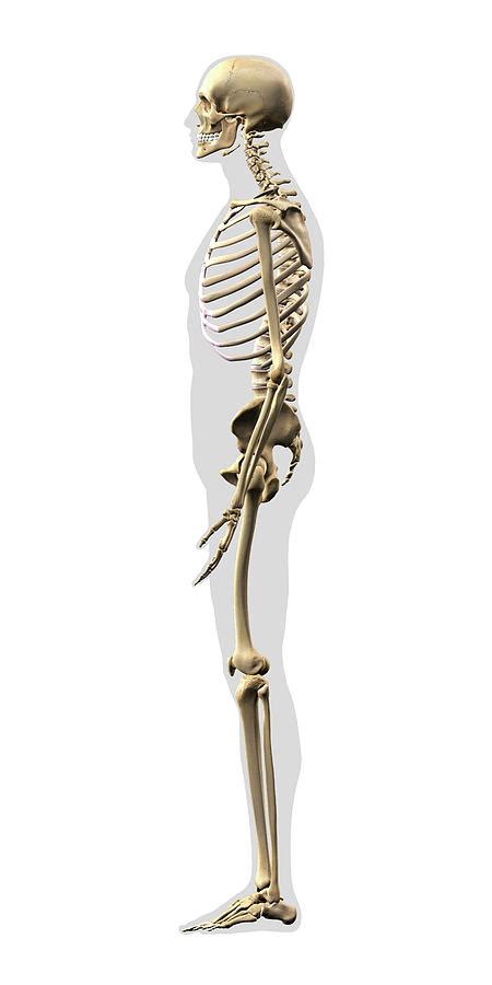 Human Skeleton Ribs Side View