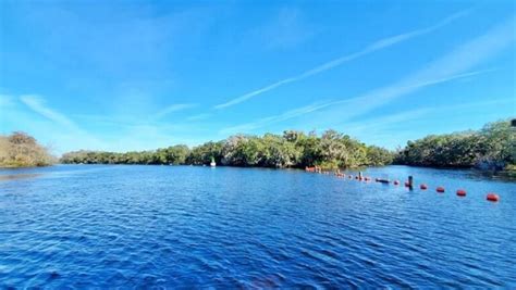 Blue Spring State Park manatees! BEST place to see manatees at natural ...