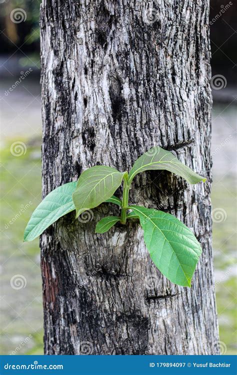 Jati Tree or Teak Tree and Green Leaves Stock Image - Image of teak, trunk: 179894097