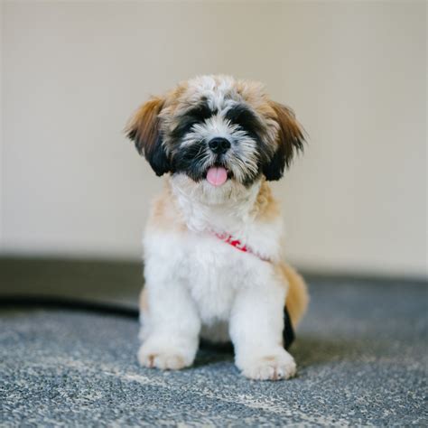 White, Brown, and Black Shih Tzu Puppy – GoldPoster Free Stock Photos