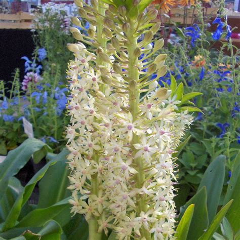 Eucomis autumnalis AGM - Rose Cottage Plants