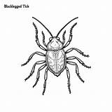 Premium Vector  Blacklegged Tick Handdrawn coloring Page And Outline sketch template